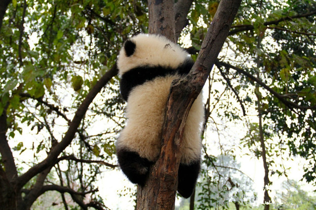 成都パンダ基地ボランデイア 成都パンダ 抱っこ ツアー 中国パンダ抱っこ 成都パンダボランデイア 中国パンダ抱っこツアー