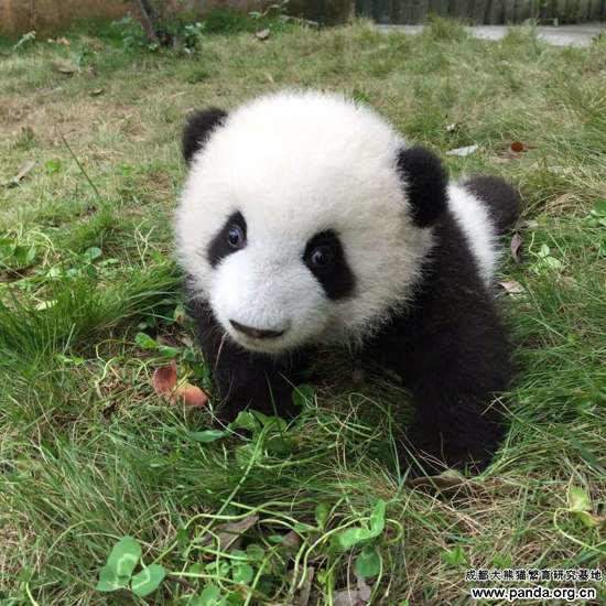 成都パンダ繁殖研究基地 成都大熊猫繁育研究基地 成都パンダボランデイア 中国パンダ抱っこツアー
